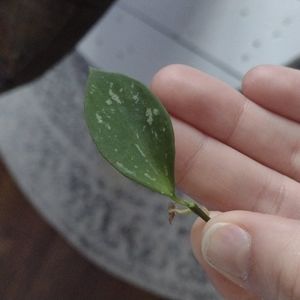 Hoya Collina Ir-26 cutting